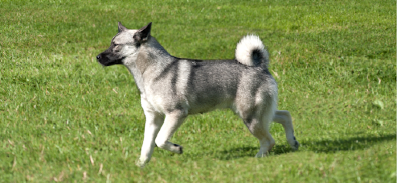 Meet the Best Dog Breeds Starting with 'N'.png