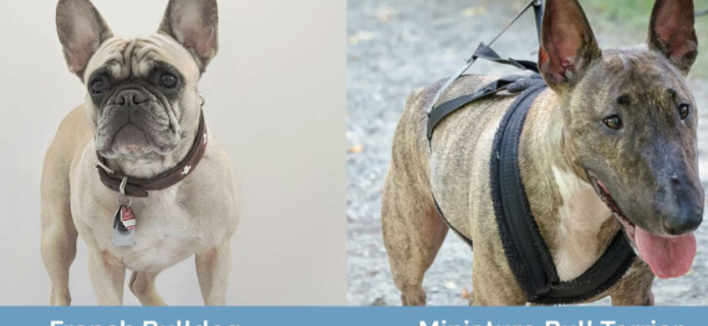 Mini Bull Terrier vs French Bulldog: Breed Comparison