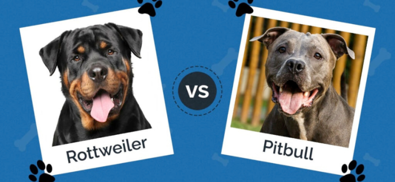 Pit Bull vs Rottweiler