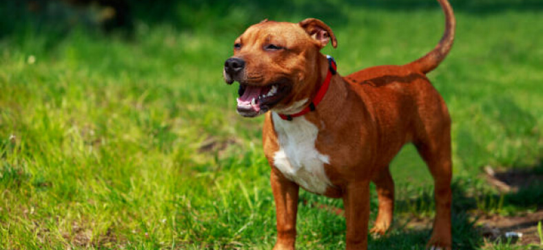 Pitbull Weiner Dog Mix: Top 6 Traits Revealed - Petzooie