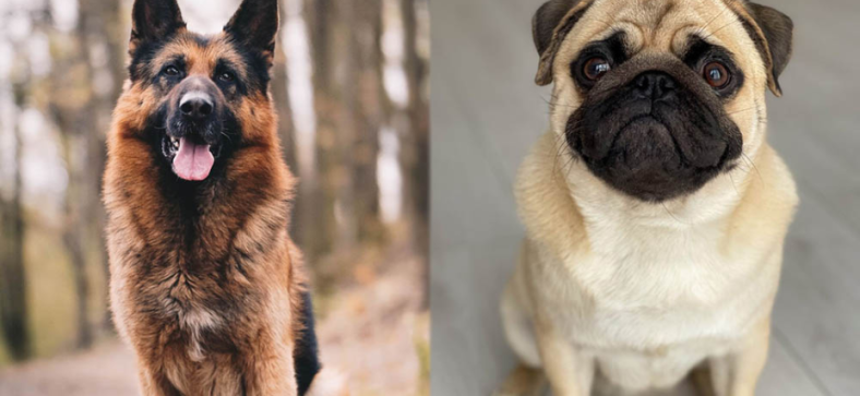 Pug vs German Shepherd: Choosing Your Pet Guide - Petzooie