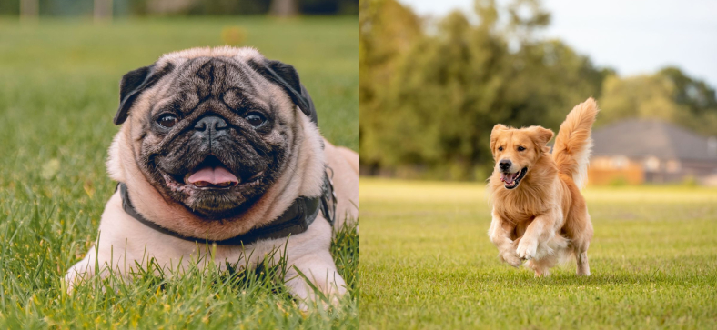 Pug vs Golden Retriever 