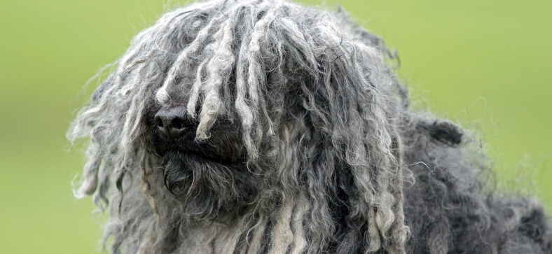 How to Groom a Puli?