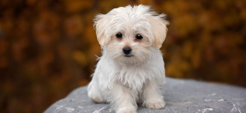 Dog Boarding for Puppies