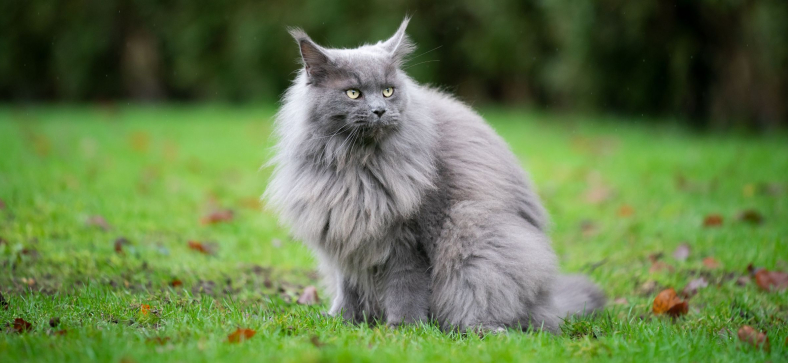 maine coon vs ragdoll - Petzooie