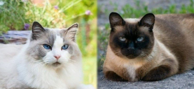 Ragdoll vs Siamese Cats