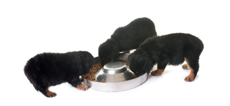 Rottweiler_Diet_and_Nutrition.png