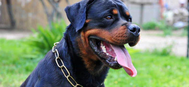 Rottweiler_Exercise_Needs.png
