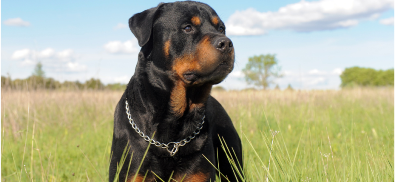 Rottweiler Guarding Instincts