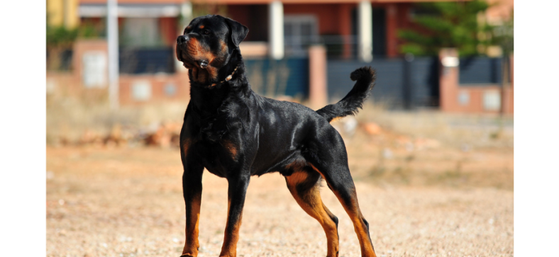 Rottweiler With Tail vs Without