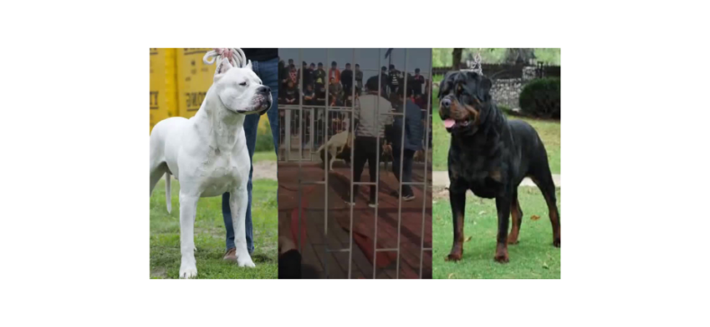 Rottweiler_vs_Argentine_Dogo.png