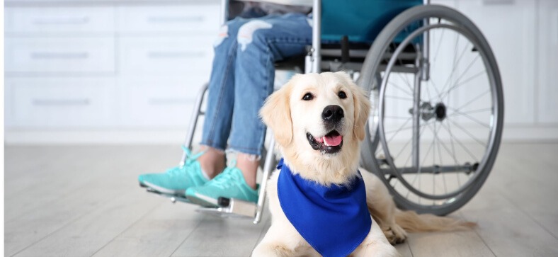 How to Train a Service Dog? 