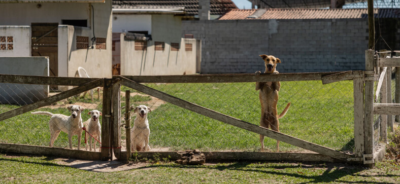 Importance Of Animal Shelters A Vital Community Resource