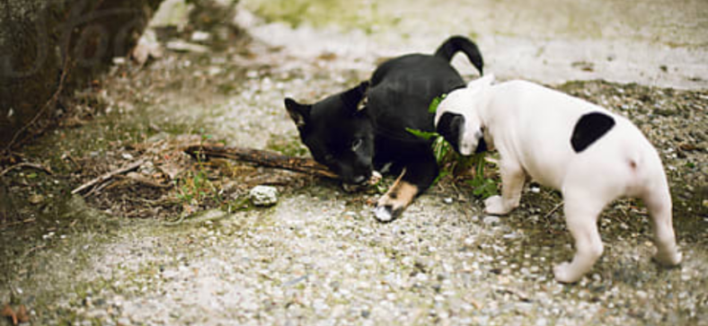 Shiba Inu vs French Bulldog