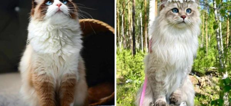 Siberian vs Ragdoll Cats