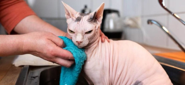 Sphynx Cat Bath