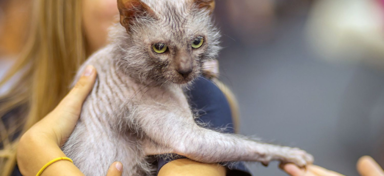 The_Enchanting_White_Lykoi_Cat_A_Comprehensive_Guide.png