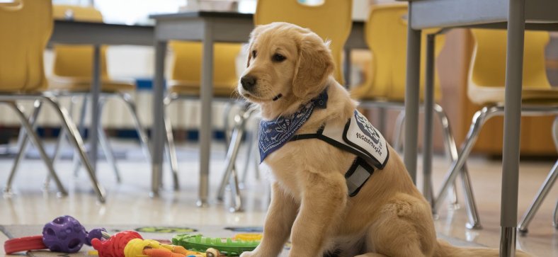 Train a Golden Retriever