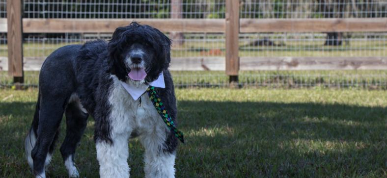 Portuguese Water Dog