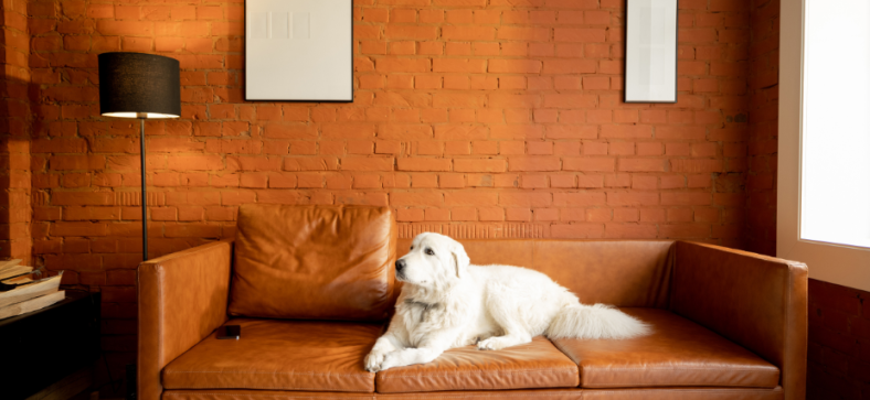 Best Dogs for Apartments