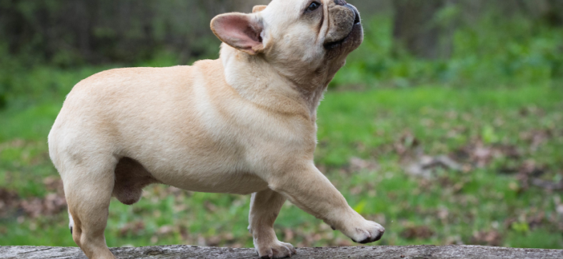 What Is A French Bulldog?