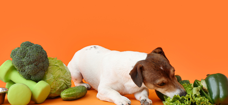 What_Vegetables_Can_Dogs_Eat.png