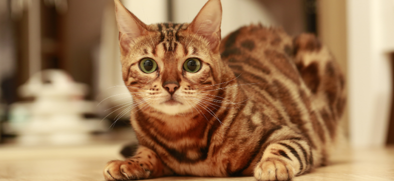 What is a Bengal Cat Mixed With