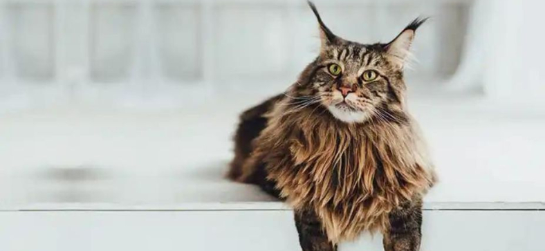 What is a Maine Coon Cat