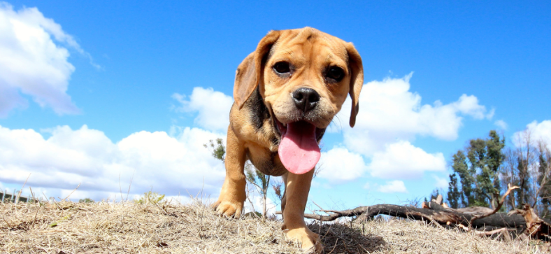 What is a Puggle? 