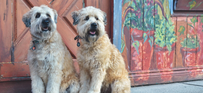 How to groom a Wheaten Terrier