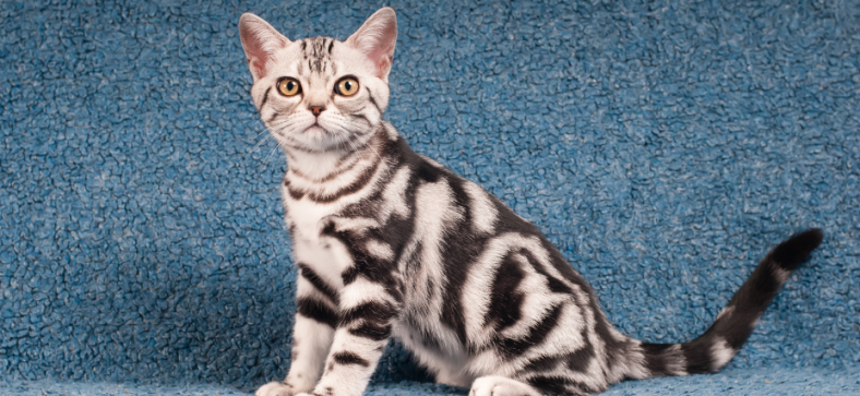 Where Can I Buy An American Shorthair Cat? 