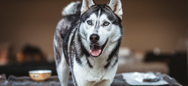 10 Tasty Ways to Treat Your Husky in the Morning 