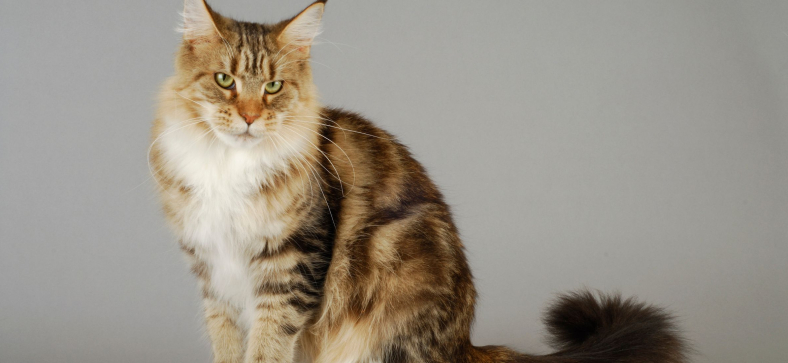 What is Maine Coon Acne?