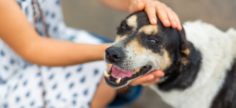 Rescue Pet: Tips for Building Trust and Comfort