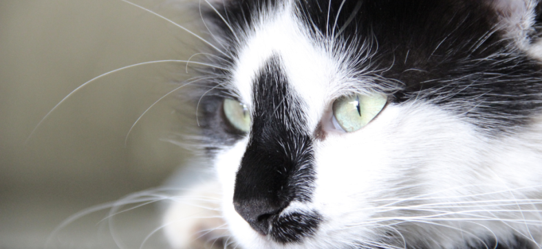 Tuxedo Norwegian Forest Cat