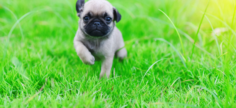 How much are pug puppies?