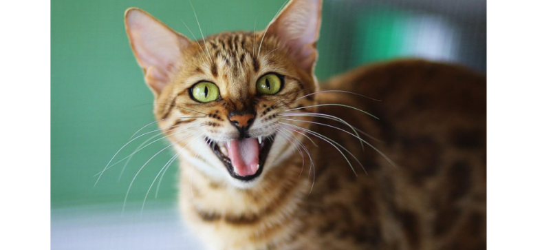 How to Stop Bengal Cat Meowing