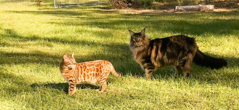 Do Bengal Cats Get Along with Other Cats?