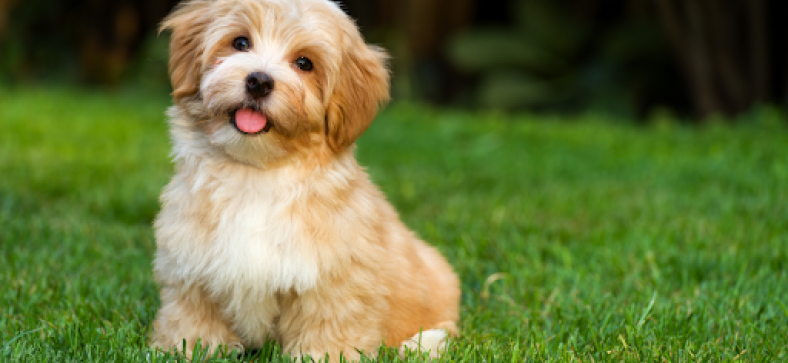 6 Popular Small Dog Breeds That Hardly Shed or Bark 