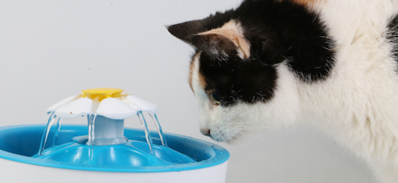 How Long Can Cats Go Without Drinking Water? Vet Guide 