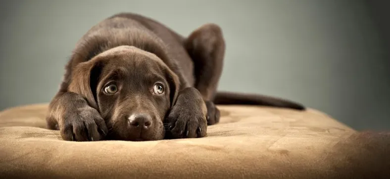 chocolate-labrador-looking-anxious-dog.webp