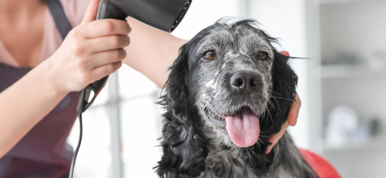 How to become a dog groomer in PA?