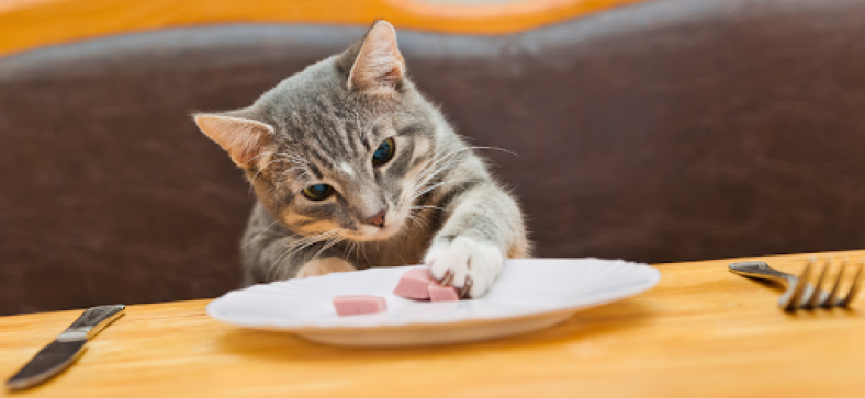 6 Best Wet Cat Foods Chosen by Experts for Happy, Healthy Cats