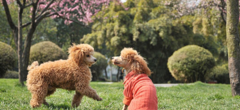 How Do Dogs Learn Their Names?