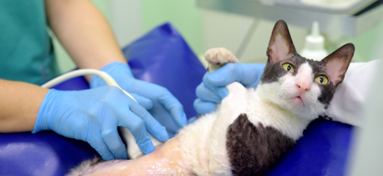 5 Simple Tips for a Stress-Free Vet Visit