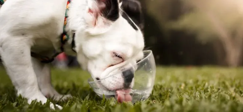 How much water does a dog need to drink every day?