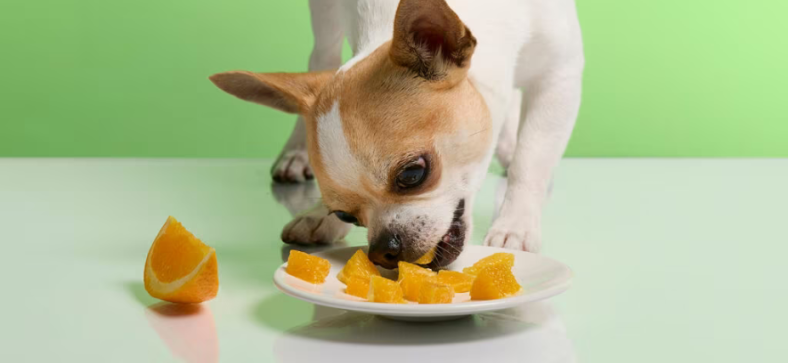 Can Dogs Eat Oranges? 