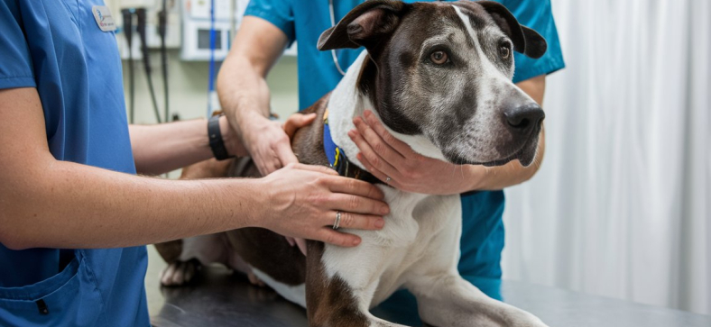 How Risky Is Neutering a 12-Year-Old Male Dog?