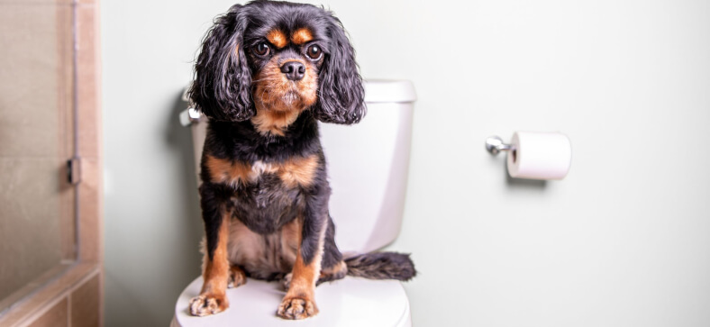 Can you train a dog to use the toilet