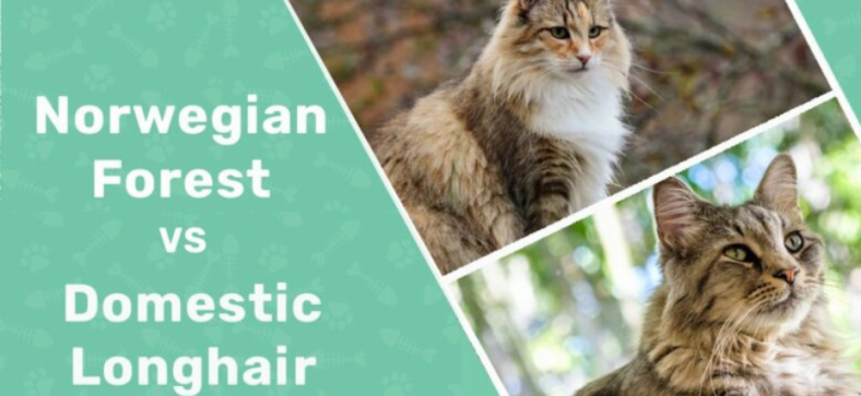 Domestic Longhair vs Norwegian Forest Cat